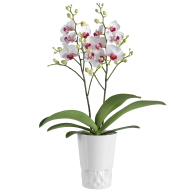 Orchideen-Set, 2-tlg., Orchidee Phalaenopsis Daisy, Übertopf Weiß, Weiß