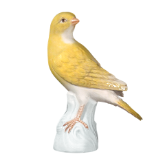 Vogel Kanarienvogel, Bunt staffiert