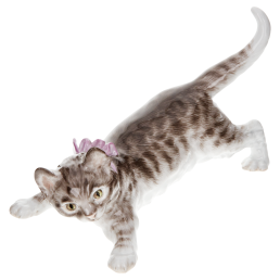 Katze, Bunt staffiert